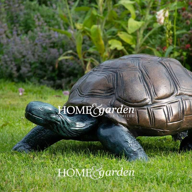 Large Tortoise