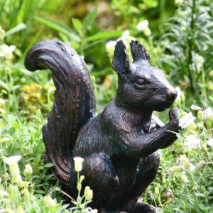 Red Squirrel